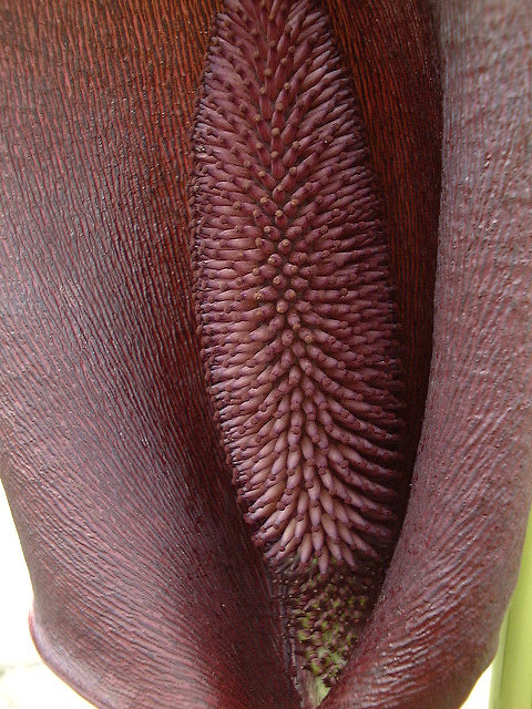 Synandrospadix vermitoxicus