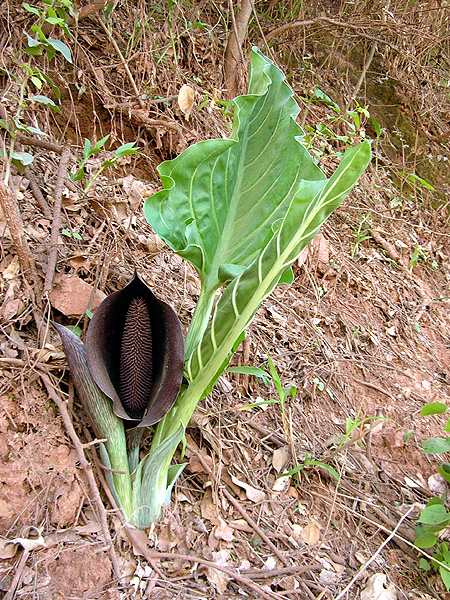 Synandrospadix vermitoxicus