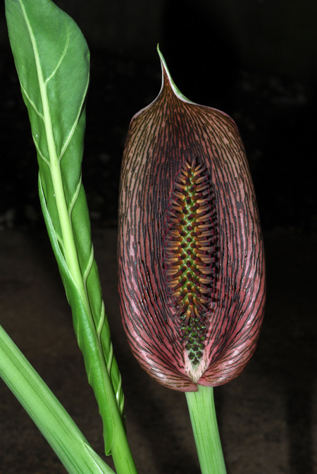 Synandrospadix vermitoxicus