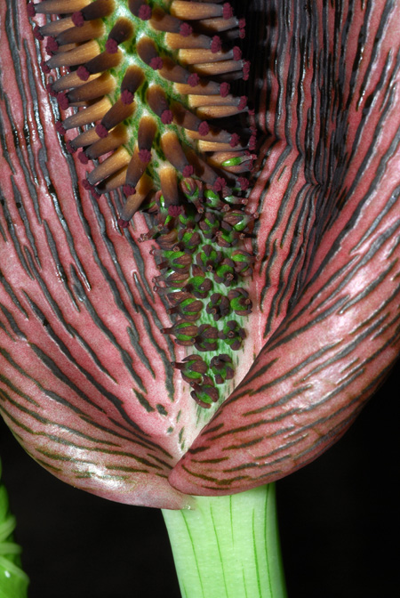 Synandrospadix vermitoxicus