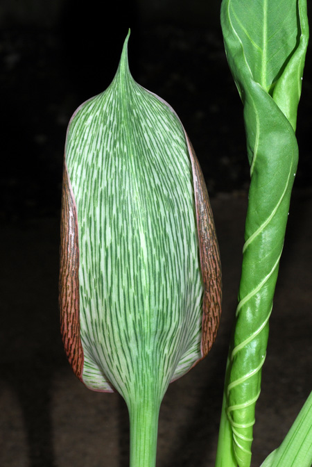 Synandrospadix vermitoxicus