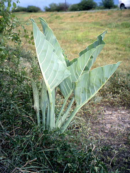 Synandrospadix vermitoxicus