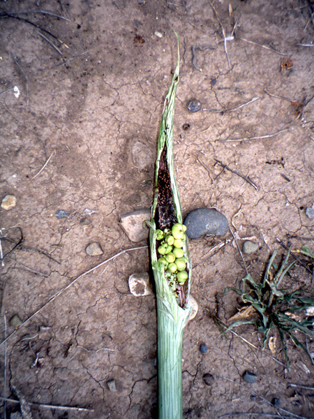 Synandrospadix vermitoxicus