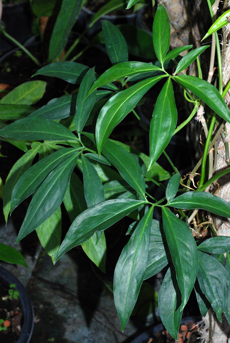 Syngonium angustatum