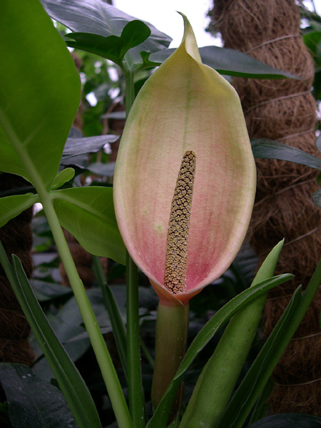 Syngonium auritum