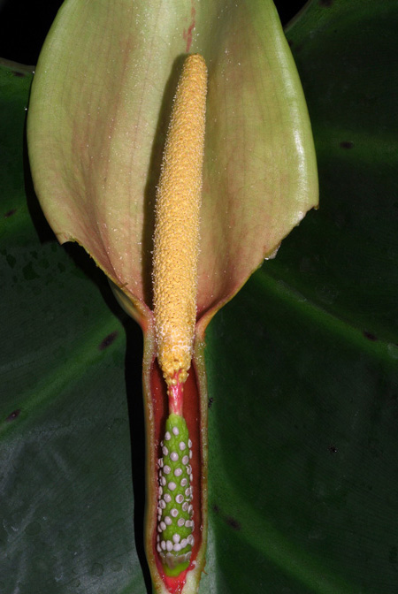 Syngonium auritum