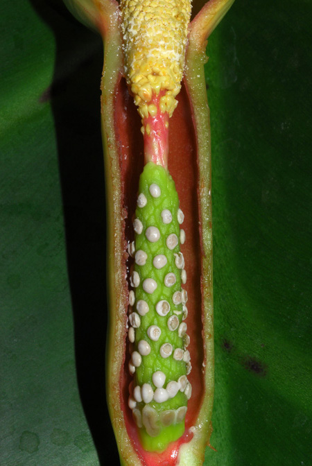 Syngonium auritum
