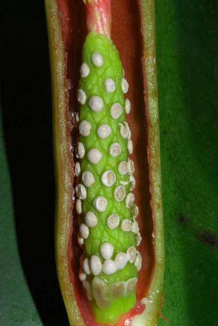 Syngonium auritum