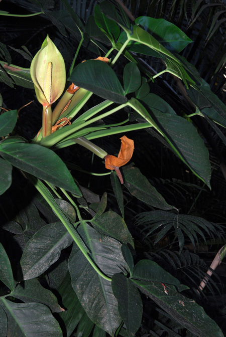 Syngonium auritum