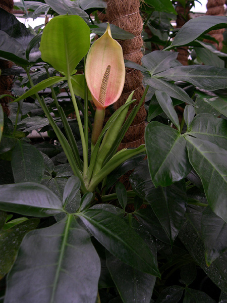 Syngonium auritum