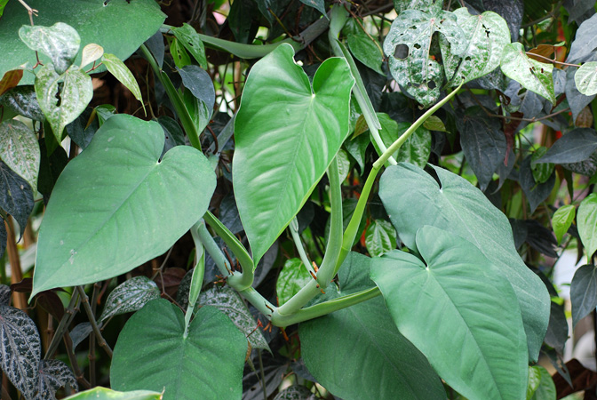 Syngonium chiapense