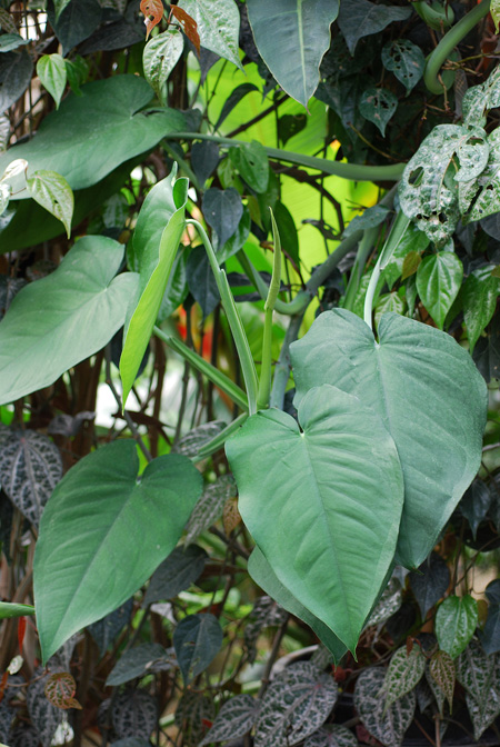 Syngonium chiapense