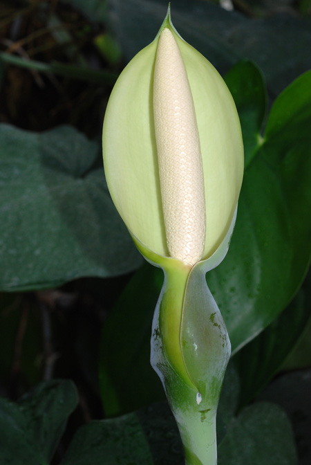 Syngonium chiapense