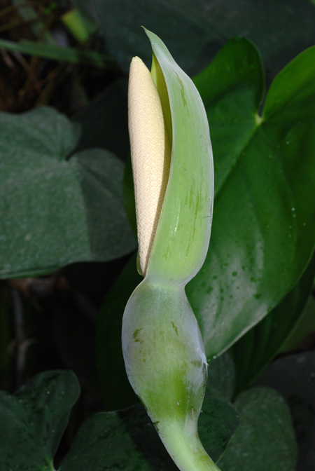 Syngonium chiapense