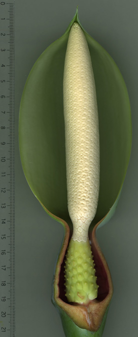 Syngonium chiapense
