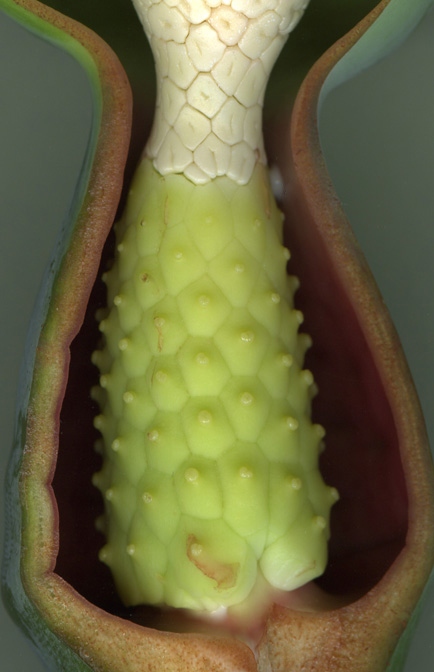 Syngonium chiapense