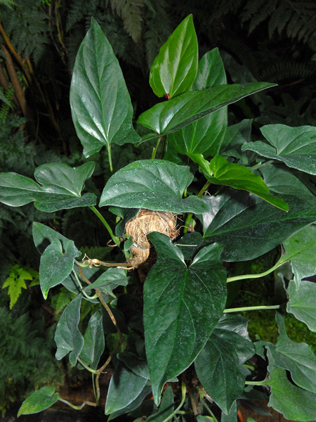 Syngonium erythrophyllum