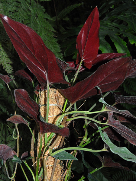 Syngonium erythrophyllum