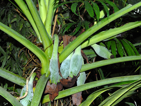 Syngonium macrophyllum