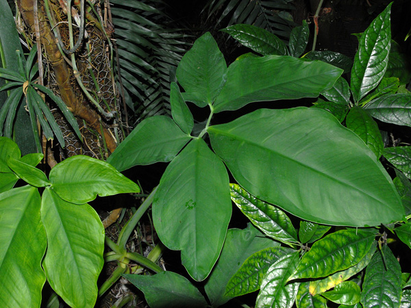 Syngonium macrophyllum