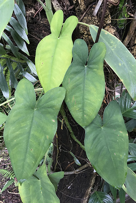 Syngonium macrophyllum