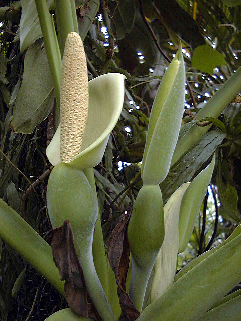 Syngonium macrophyllum