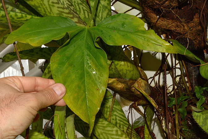 Syngonium neglectum