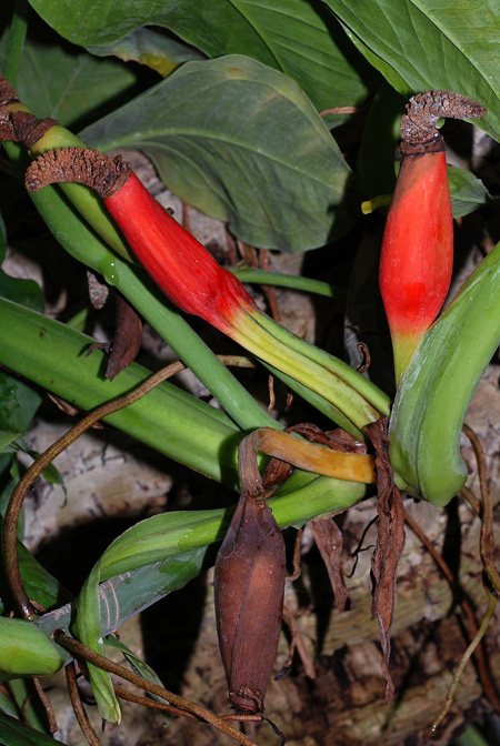 Syngonium podophyllum