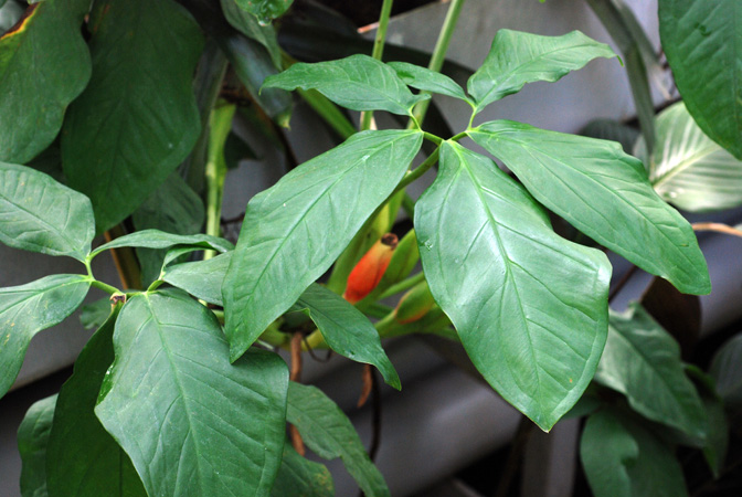Syngonium podophyllum