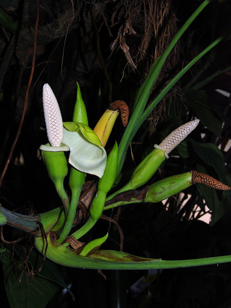 Syngonium podophyllum