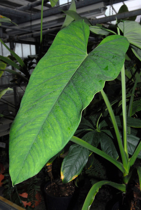 Syngonium schottianum