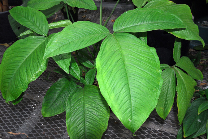 Syngonium triphyllum