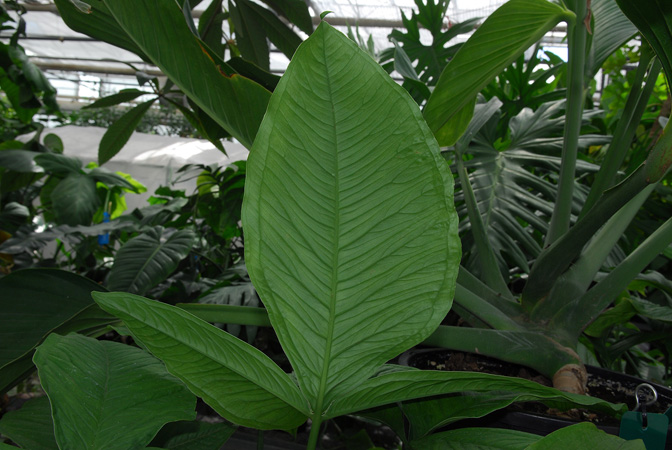 Syngonium triphyllum