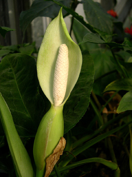 Syngonium wendlandii