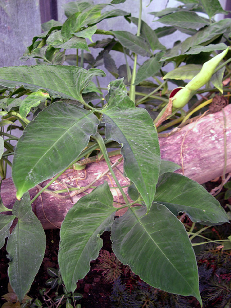 Syngonium wendlandii
