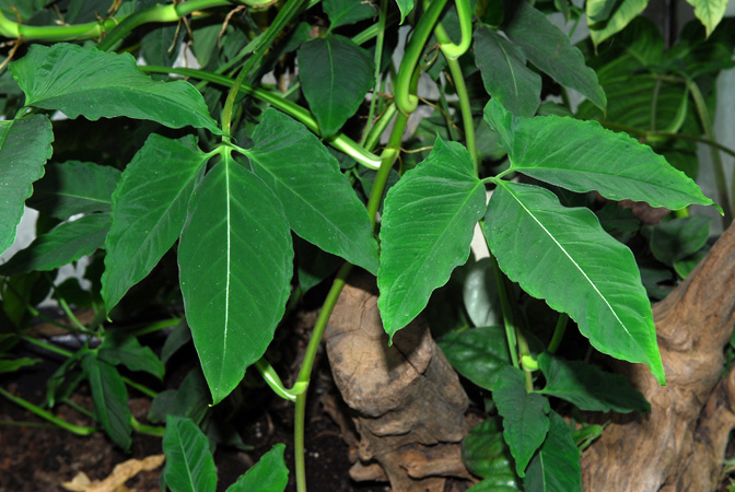 Syngonium wendlandii