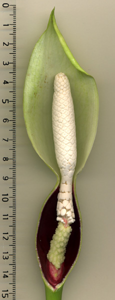 Syngonium wendlandii