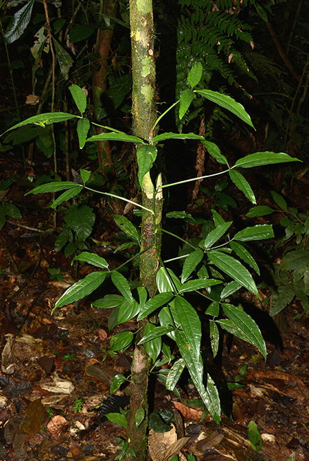 Syngonium yurimaguense