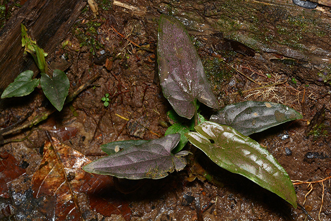 Syngonium yurimaguense