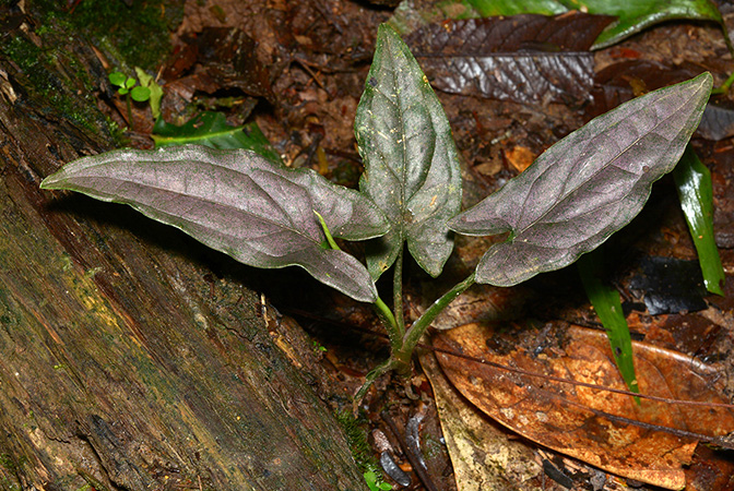 Syngonium yurimaguense