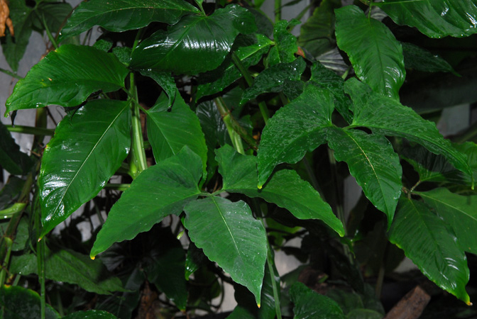 Syngonium yurimaguense