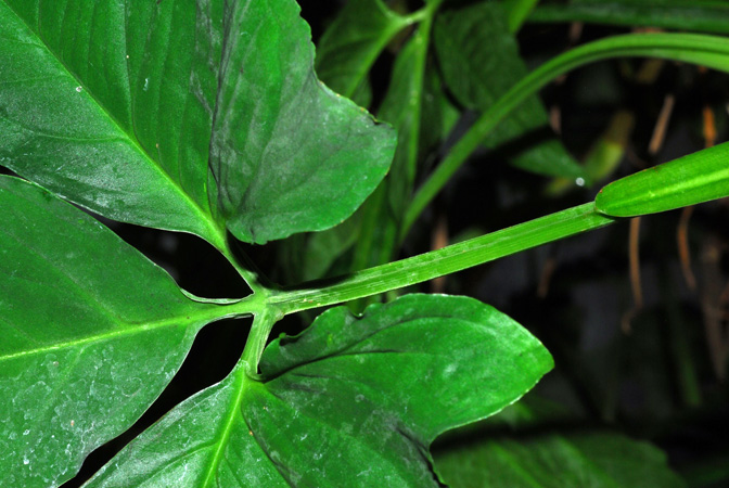 Syngonium yurimaguense