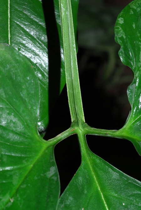 Syngonium yurimaguense