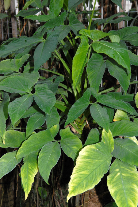 Syngonium yurimaguense