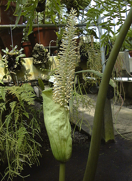 Taccarum weddellianum