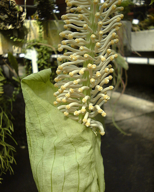 Taccarum weddellianum