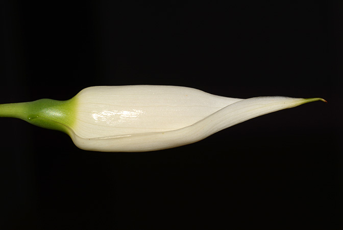 Tawaia sabahensis