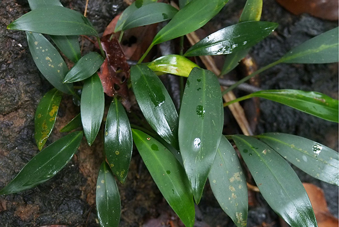 Tawaia sabahensis