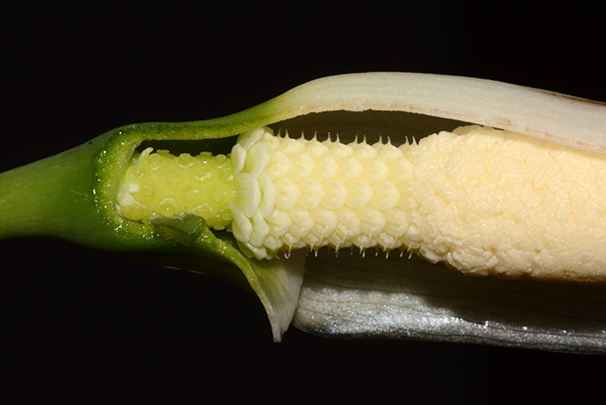 Tawaia sabahensis