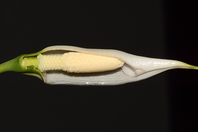Tawaia sabahensis